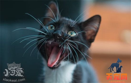 猫脾气不好怎么办 如何改正猫咪的坏脾气