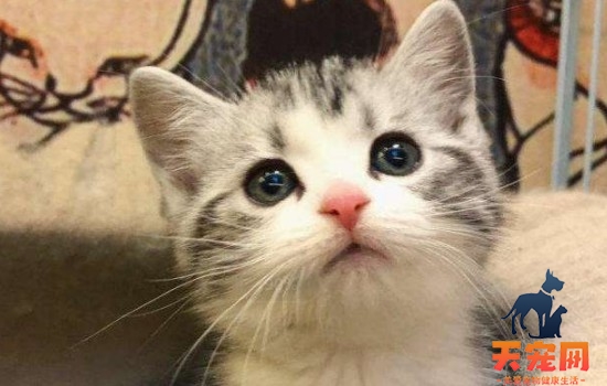 猫性格变化的原因有哪些 性格变化的原因和你日常管理有关