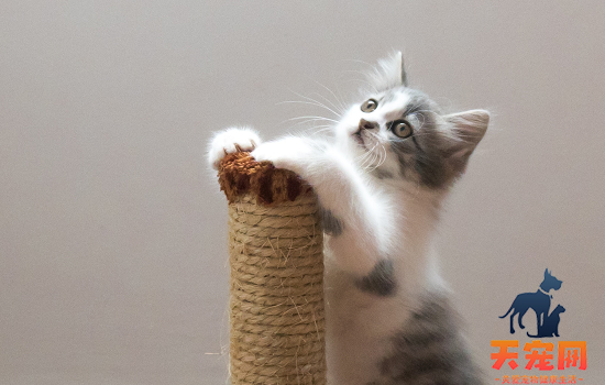 猫薄荷怎么用 猫薄荷怎么用能吃吗
