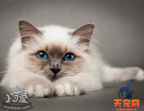 如何饲养巴厘猫 巴厘猫饲养方法