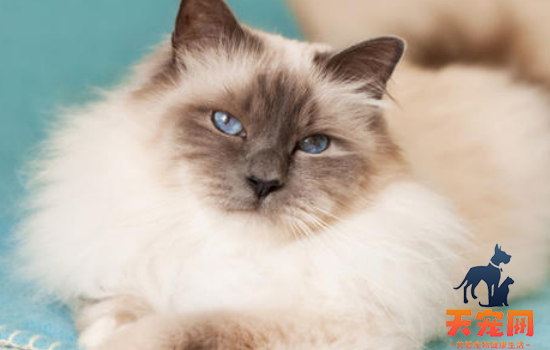 小猫到家不吃东西 小猫不吃东西一定不要强行喂食啊！
