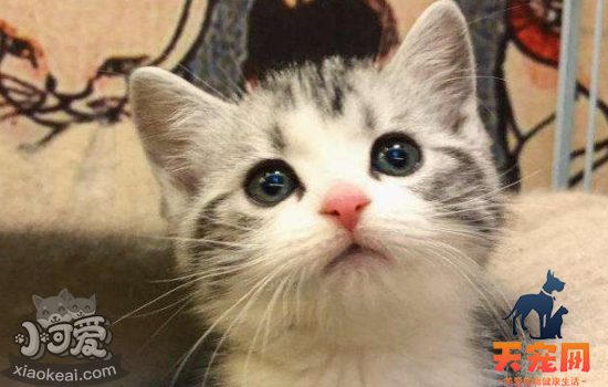 美国短毛猫幼猫什么时候断奶 美短幼猫断奶后吃什么
