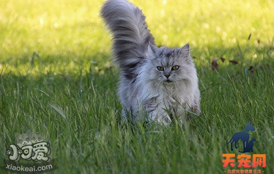 长毛猫夏天要剃毛吗 长毛猫如何度过夏天