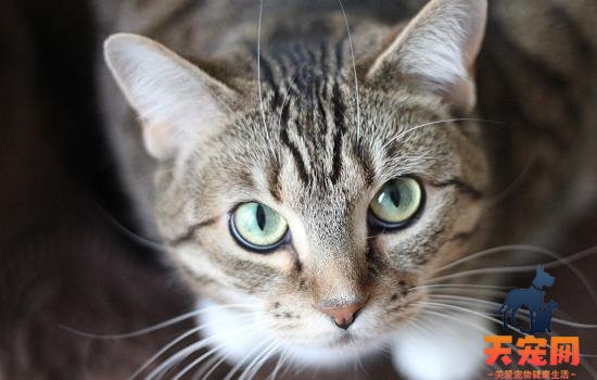 猫鼻炎如何治疗 猫鼻炎怎么治