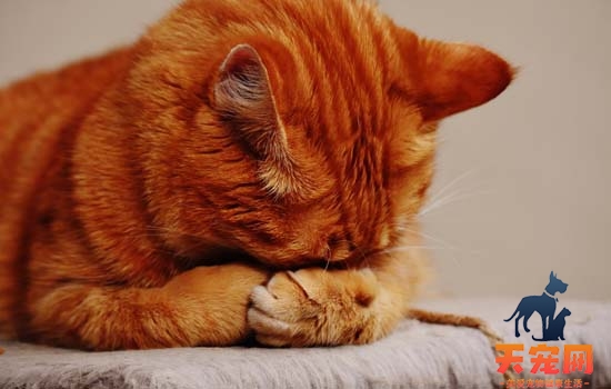 小猫感冒会有什么症状 小猫感冒的症状