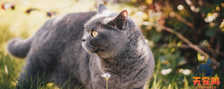 英国短毛猫的眼睛颜色 哪些是被允许的颜色？