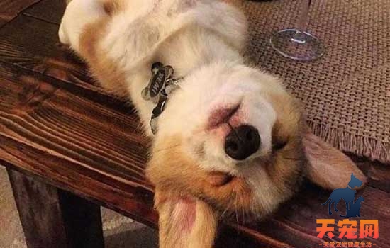 狗狗睡觉突然哼哼唧唧怎么回事 狗狗睡觉突然哼唧的原因