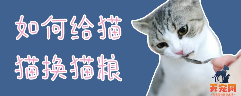 如何给猫猫换猫粮