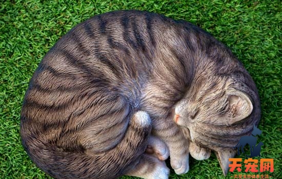 猫为什么身体软的 小猫猫为什么身体这么柔软