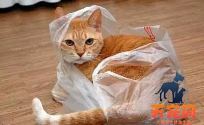 猫为什么喜欢钻塑料袋 猫为什么爱钻塑料袋
