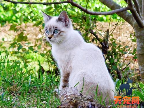 猫为什么会啃树枝 猫为什么喜欢吃树枝花草