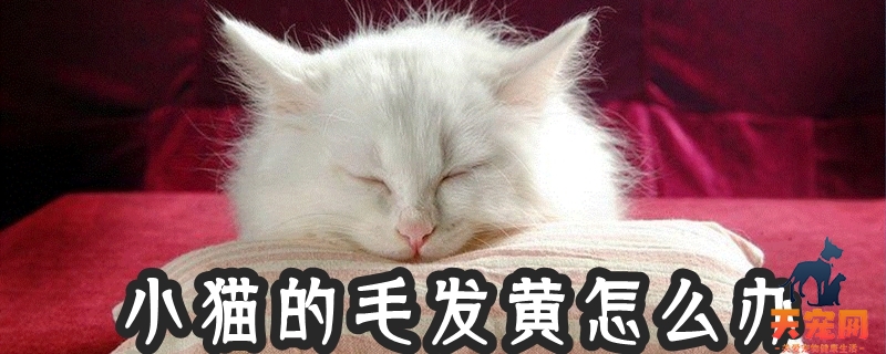 小猫的毛发黄怎么办