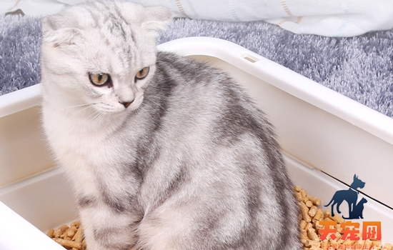 两个月小猫用什么猫砂 安全健康是首要!