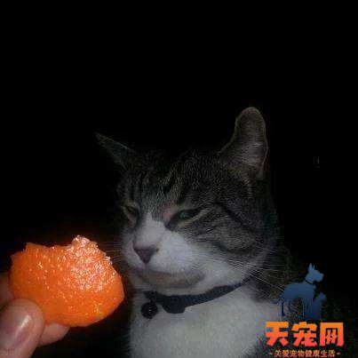 猫为什么不喜欢橘子的味道 猫为什么不喜欢吃橘子