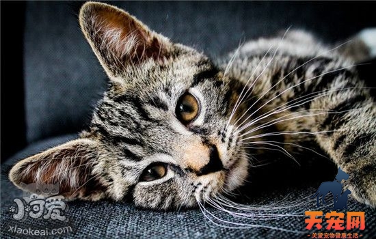 猫咪突然呕吐是为什么 猫咪呕吐的原因有哪些