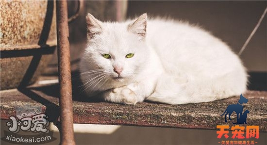 猫不吃东西还呕吐 猫咪是不是快要死了