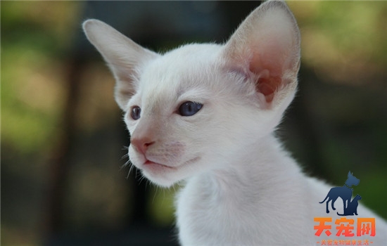 夏天不要给猫剃毛 什么样的猫需要剃毛呢
