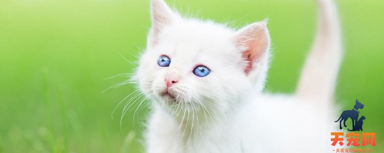 晚上可以和猫一起睡吗 和猫一起睡觉有什么影响