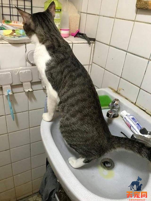 猫为什么喜欢在洗手池拉屎撒尿 猫为什么要尿水池