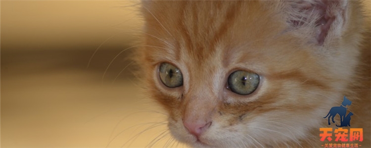 猫可以多久不眨眼 猫咪长时间不眨眼的秘诀是什么