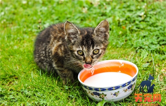 猫为什么喜欢喝流水 可以给猫咪准备自动饮水机