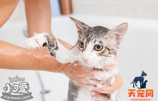 猫发情期能不能洗澡 警惕小细节导致大问题