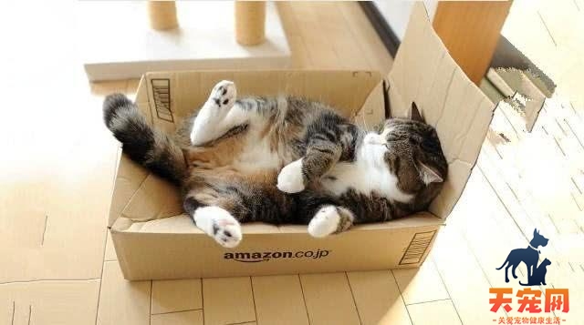 小猫为什么会那么喜欢玩纸箱子 猫为什么对纸箱子情有独钟