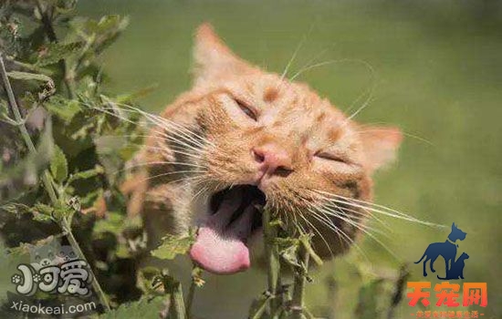 给猫吃啥通便