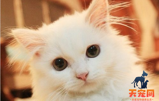 猫能吃杨梅吗 不吃杨梅是因为你家猫不感兴趣只吃肉好吗？