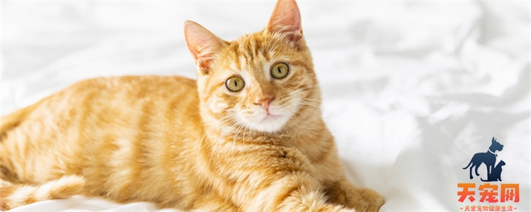猫为什么喜欢闻猫薄荷可以种吗 猫为什么闻到猫薄荷就兴奋