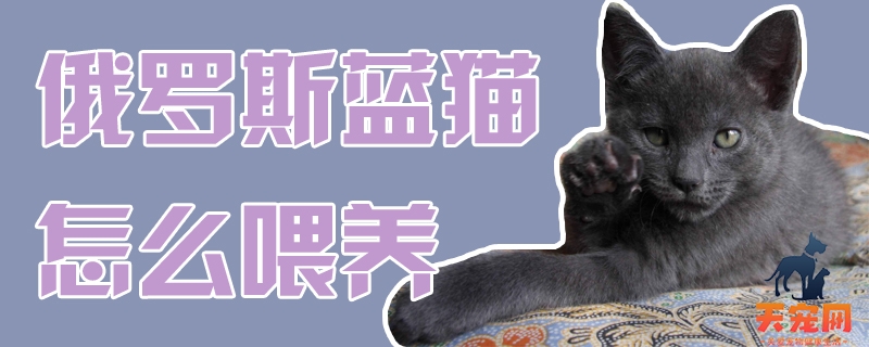 俄罗斯蓝猫怎么喂养