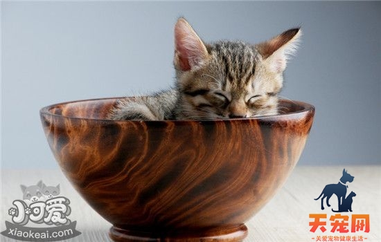 猫砂盆放哪里好 放猫砂盆要注意什么