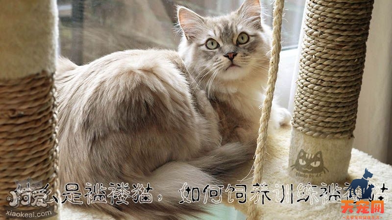 什么是褴褛猫，如何饲养训练褴褛猫_小可爱宠物网