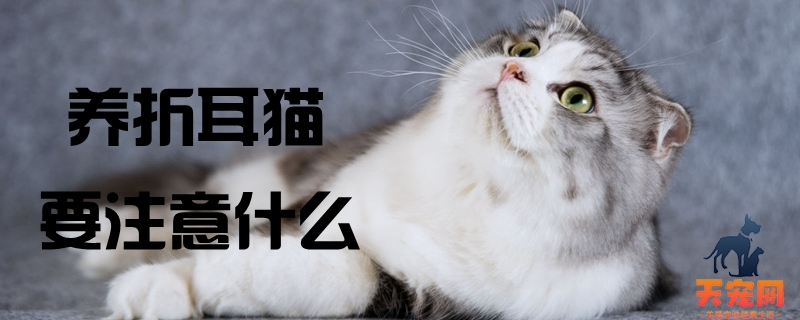 养折耳猫要注意什么