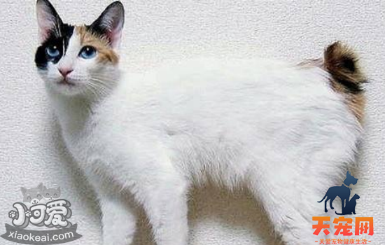 猫有月经吗 猫咪有没有月经你作为主人都不清楚吧！