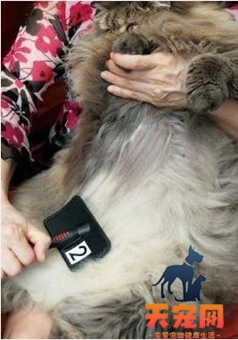长毛猫怎么打理 长毛猫的猫需要精心呵护