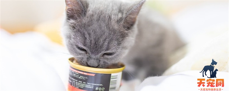 猫咪可以天天吃罐头吗 猫咪的主食最好以猫粮为主