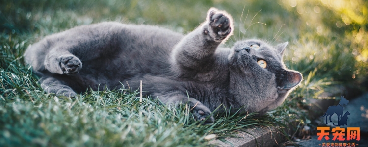 英国短毛猫发出咕噜咕噜的声音 可能是舒服的表现