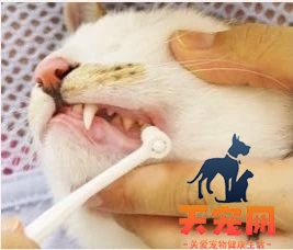 怎么给猫刷牙齿 给猫刷牙需要掌握技巧！