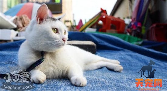 静电对猫有什么危害 如何预防猫身上的静电