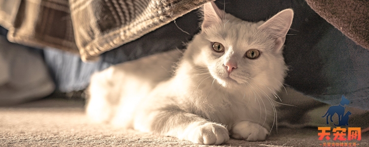 猫可以用闪光灯拍照吗 会伤害猫咪的视力吗