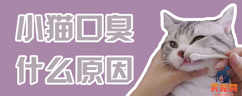 小猫口臭什么原因