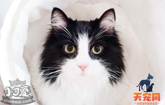 猫打喷嚏有鼻涕喷出来