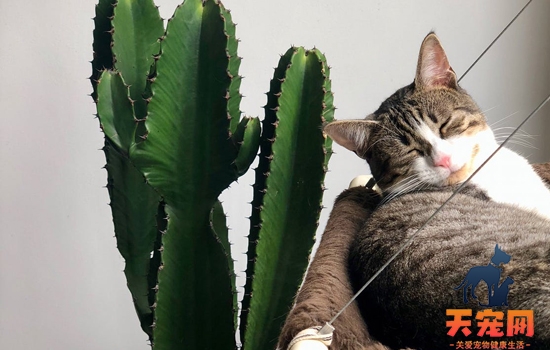 猫应激拉肚子多久能好 预防猫应激要知道的事