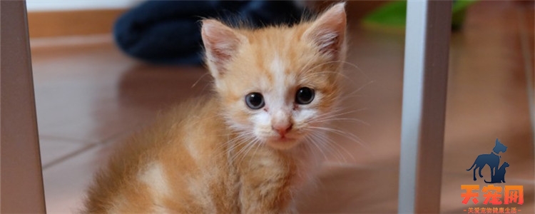 三个月的小猫吃多少克猫粮 影响喂食量的因素有哪些