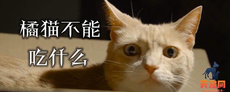 橘猫不能吃什么