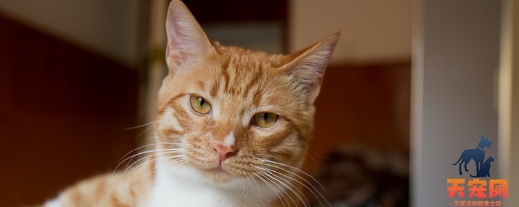 猫拉稀但是精神很好怎么治疗 及时更换帮猫咪保暖吧！