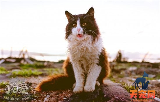 猫吃土是怎么回事 猫咪为什么会产生异食癖