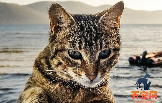 猫爪子肉垫猫癣症状 教你怎么处理