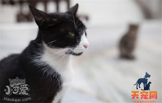 猫咪呕吐有哪些原因 以下几种治疗方法你明白吗
